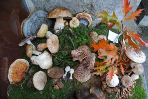 Ob gobarski evforiji je bila tudi razstava bogata 3